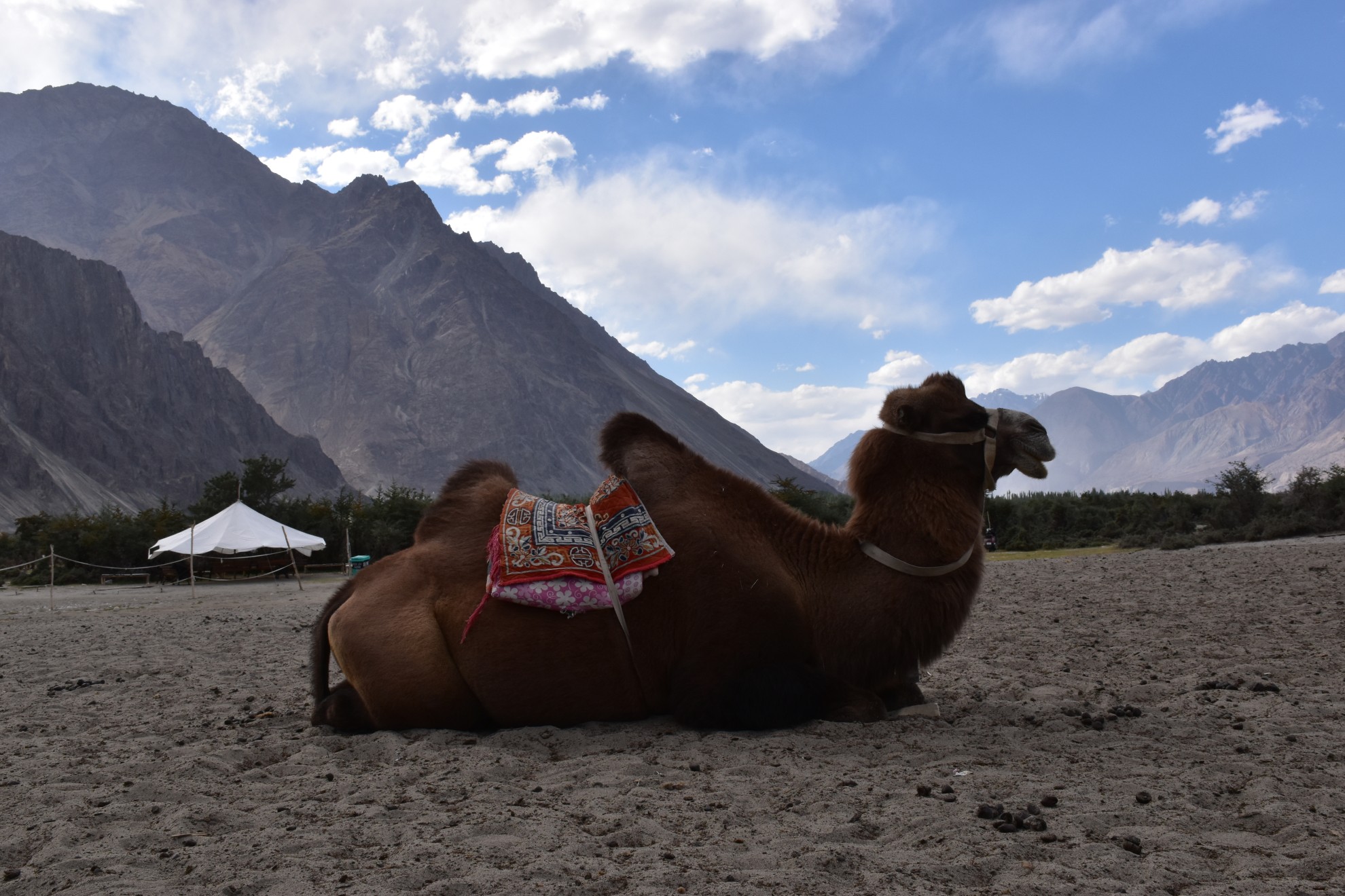 Leh15 Image